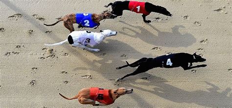 sporting life greyhound cards|Today's Greyhound Fixtures .